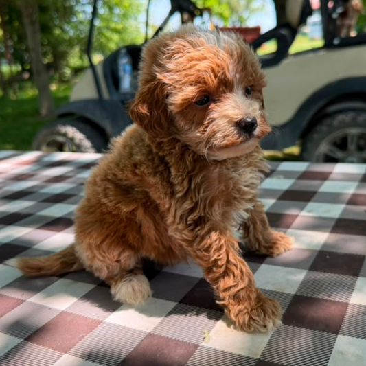 Goldendoodle-Puppy