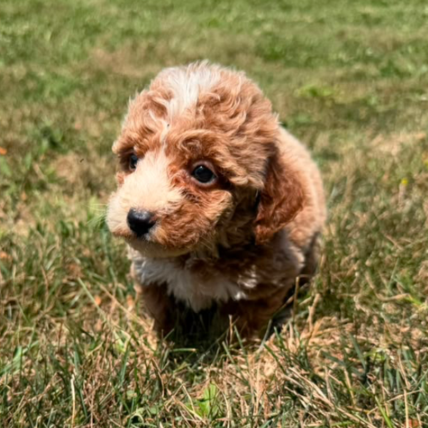 Goldendoodle-Puppy
