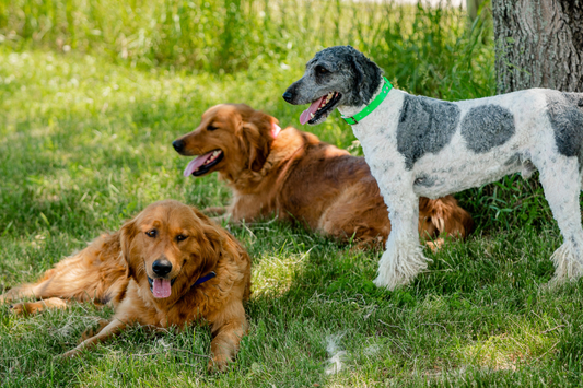 Goldendoodle Facts Every Owner Should Know