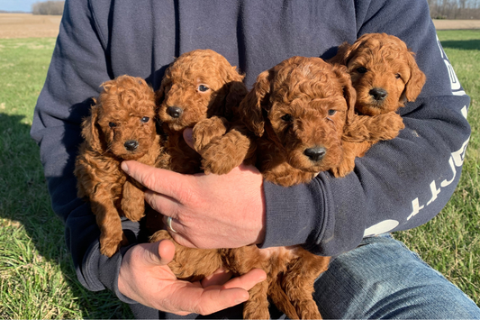 Are Goldendoodles Hypoallergenic?