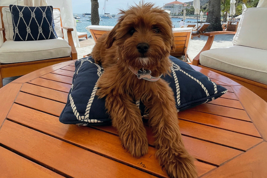 How to Make Apartment Living Easy for Your Goldendoodle