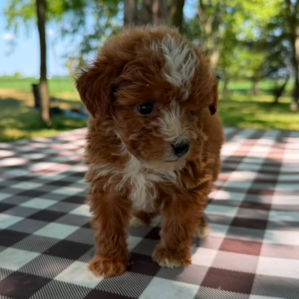 Micro-Goldendoodle-Pup