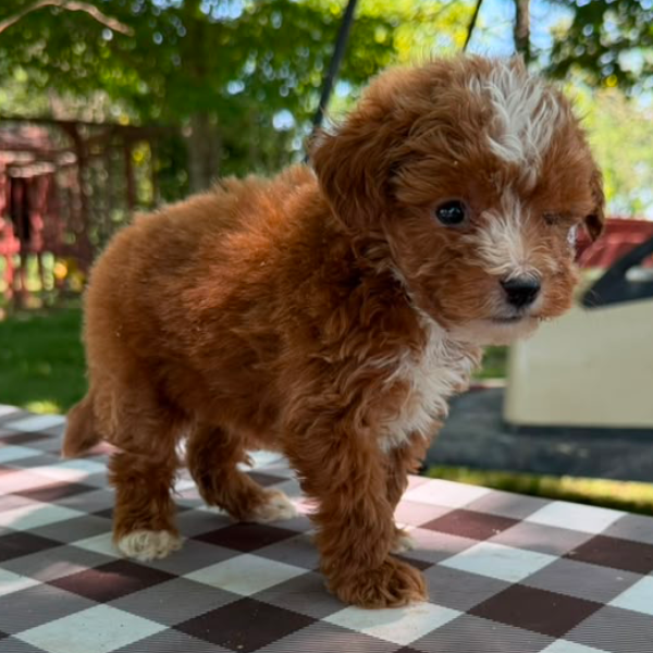 Micro-Goldendoodle-Pup