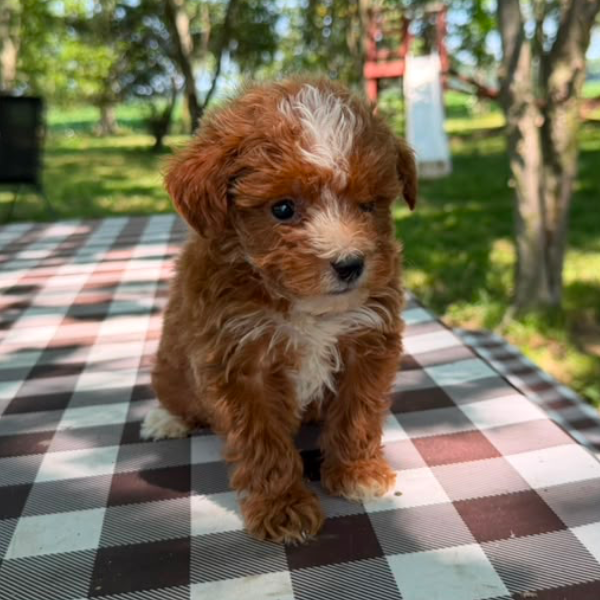 Micro-Goldendoodle-Pup