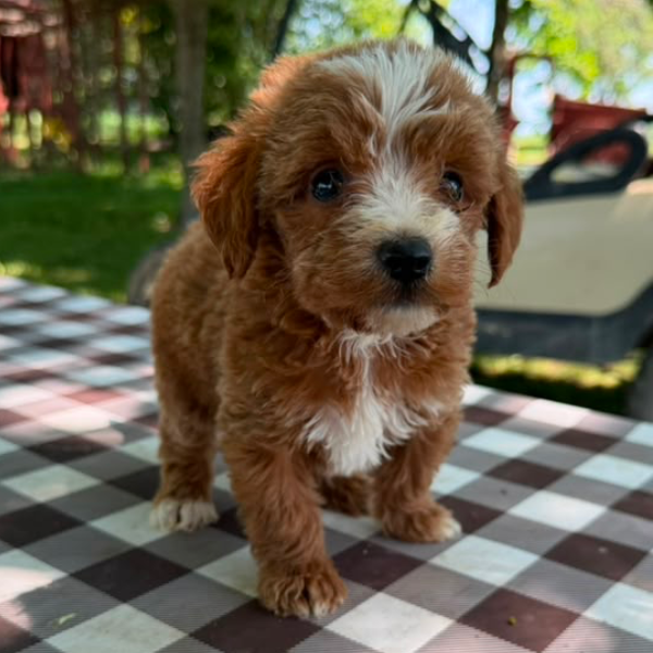 Goldendoodle-For-Sale