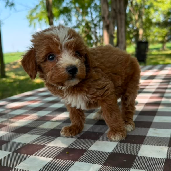 Goldendoodle-For-Sale