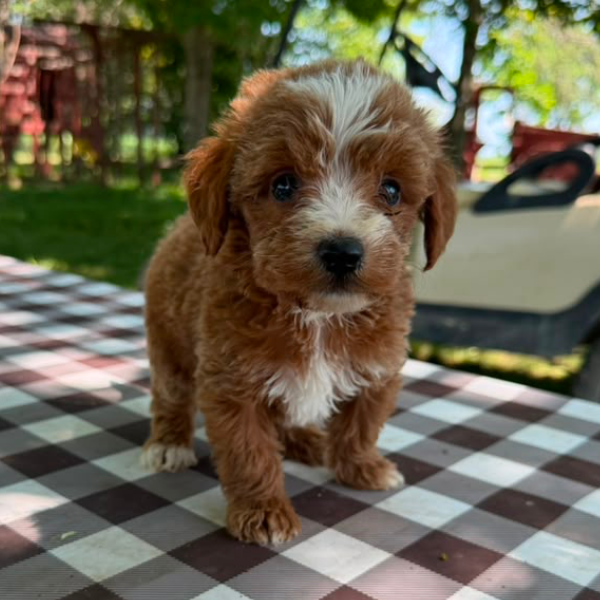 Goldendoodle-For-Sale