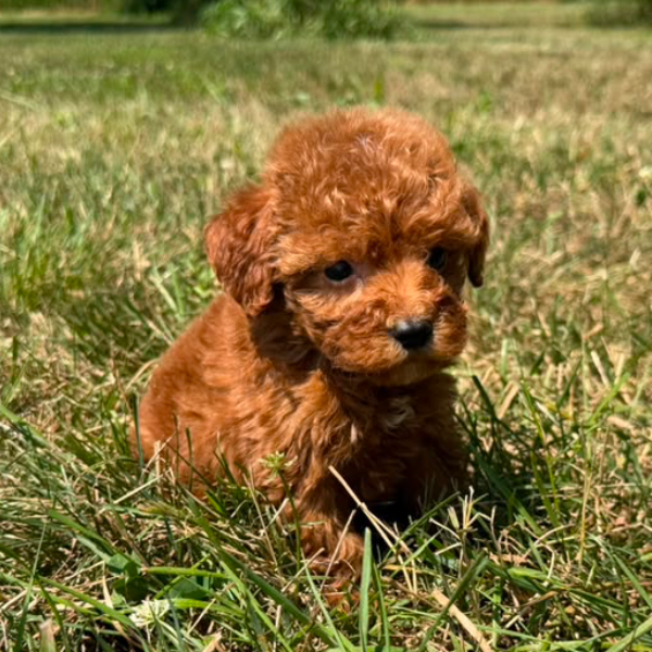 Goldendoodle