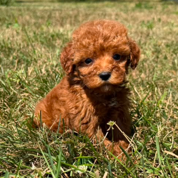 Goldendoodle