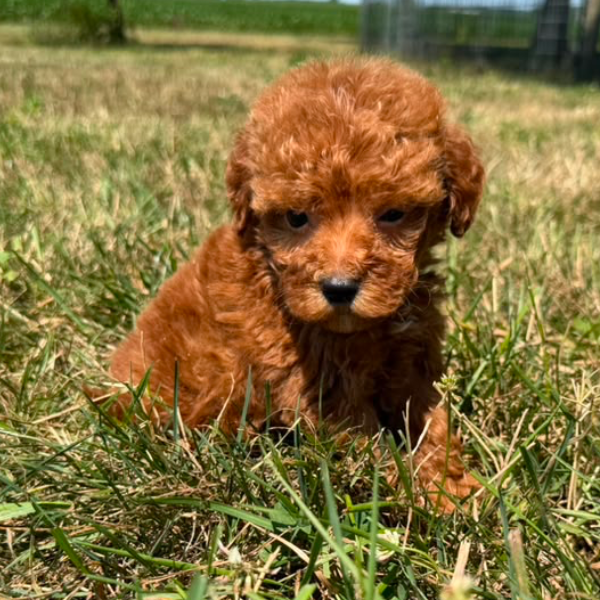 Goldendoodle