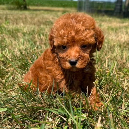 Goldendoodle
