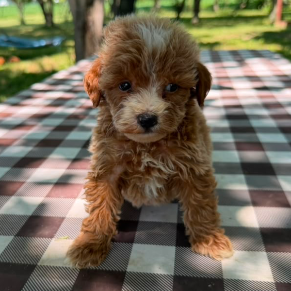 Goldendoodle-Puppy