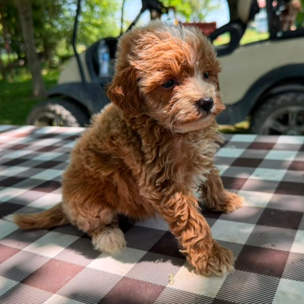 Goldendoodle-Puppy