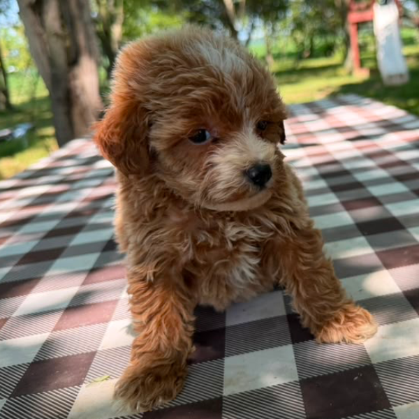 Goldendoodle-Puppy
