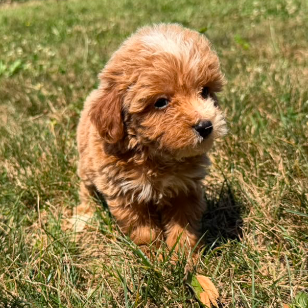 Goldendoodle-Breeder