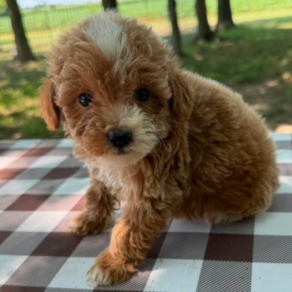 Goldendoodle-Breeder