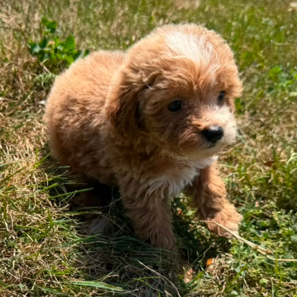 Goldendoodle-Breeder