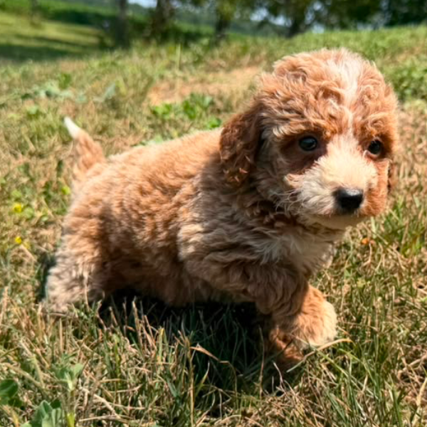 Goldendoodle-Puppy