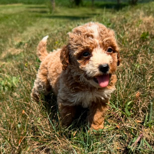 Goldendoodle-Puppy